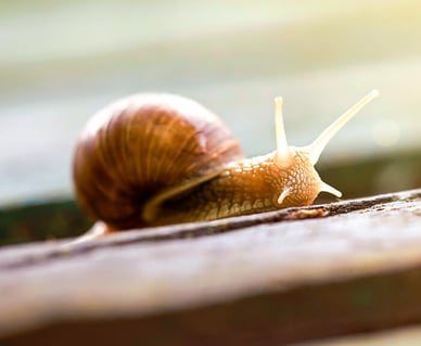 snail-slow